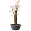 Acer palmatum Arakawa, 44 cm, ± 25 ans