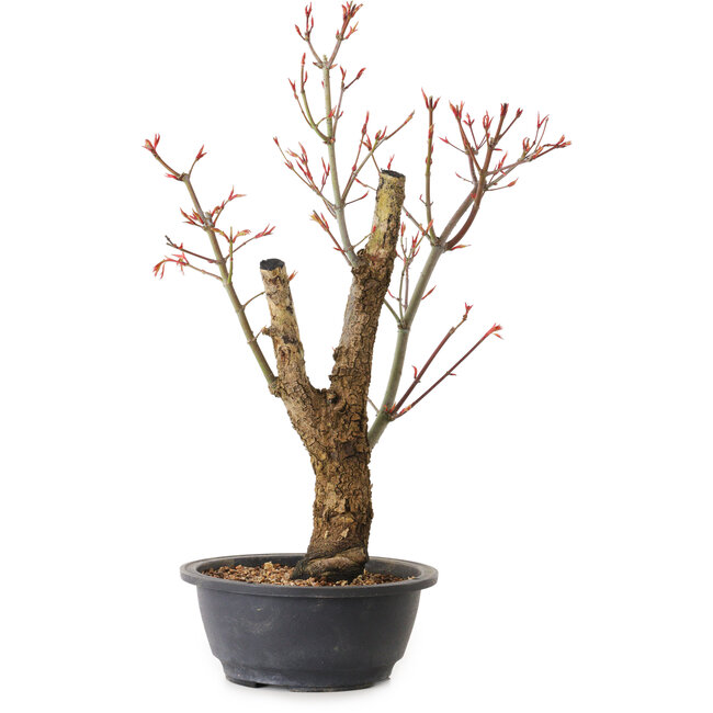 Acer palmatum Arakawa, 44 cm, ± 25 ans
