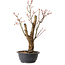 Acer palmatum Arakawa, 44 cm, ± 25 ans