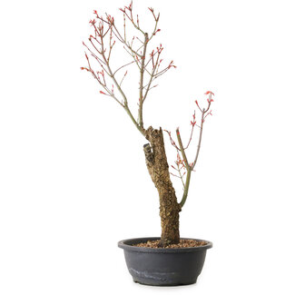 Acer palmatum Arakawa, 59 cm, ± 25 anni