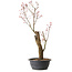 Acer palmatum Arakawa, 59 cm, ± 25 años