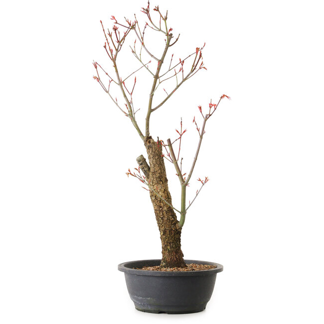Acer palmatum Arakawa, 59 cm, ± 25 anni