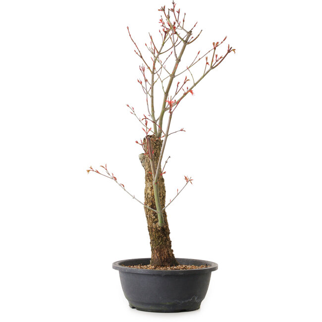 Acer palmatum Arakawa, 59 cm, ± 25 años