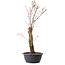 Acer palmatum Arakawa, 59 cm, ± 25 años