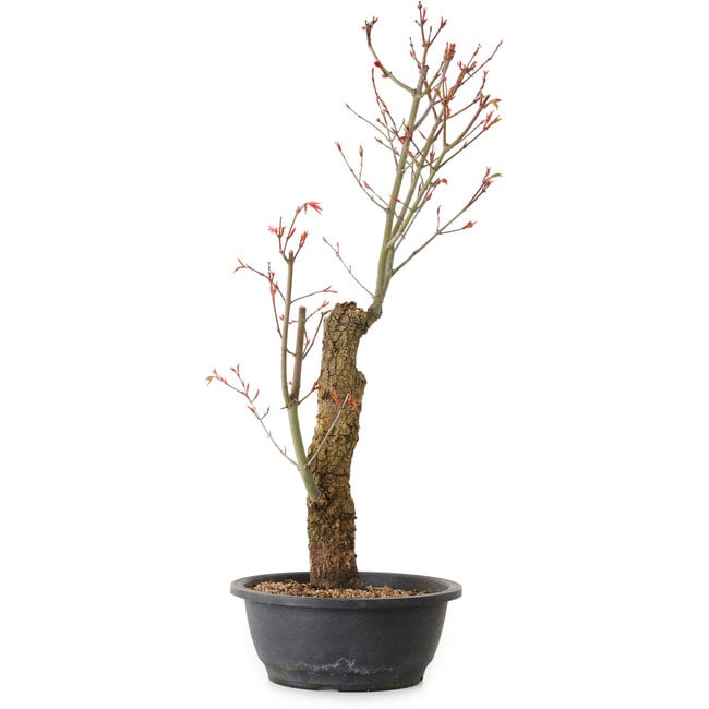 Acer palmatum Arakawa, 59 cm, ± 25 años