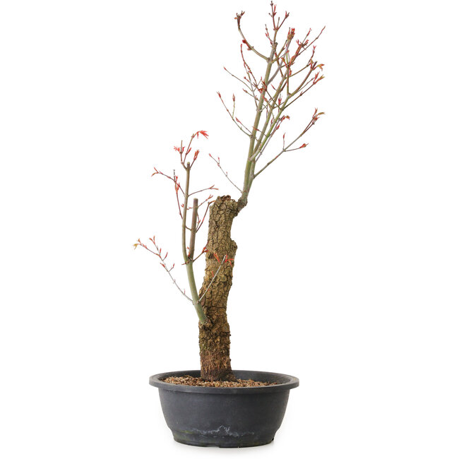 Acer palmatum Arakawa, 59 cm, ± 25 ans