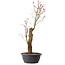 Acer palmatum Arakawa, 59 cm, ± 25 años