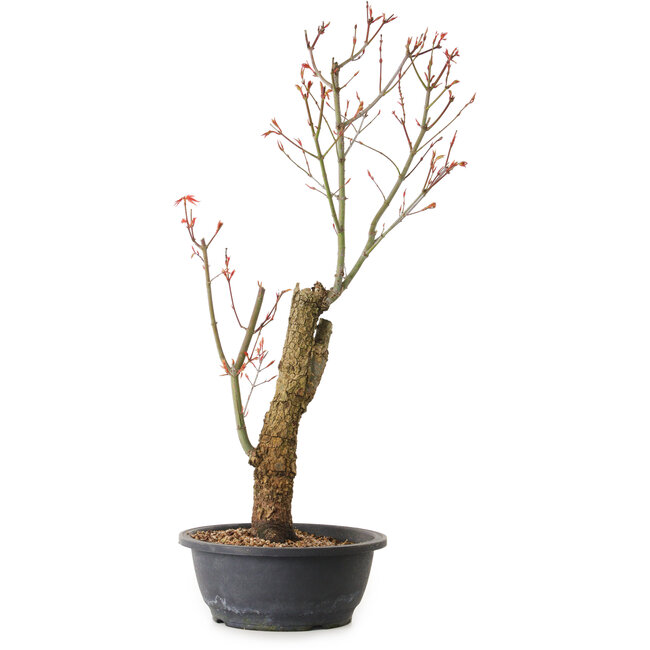 Acer palmatum Arakawa, 59 cm, ± 25 anni