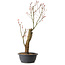 Acer palmatum Arakawa, 59 cm, ± 25 ans