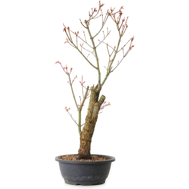 Acer palmatum Arakawa, 59 cm, ± 25 ans