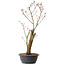 Acer palmatum Arakawa, 59 cm, ± 25 anni