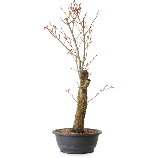 Acer palmatum Arakawa, 59 cm, ± 25 ans