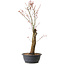 Acer palmatum Arakawa, 59 cm, ± 25 ans