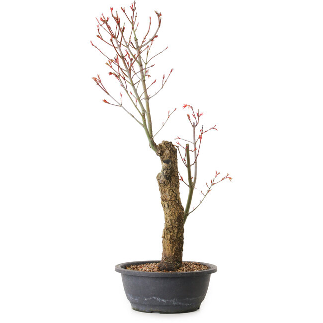 Acer palmatum Arakawa, 59 cm, ± 25 ans