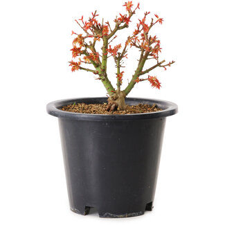 Acer palmatum Kiyohime, 15 cm, ± 8 years old