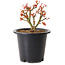 Acer palmatum Kiyohime, 15 cm, ± 8 años
