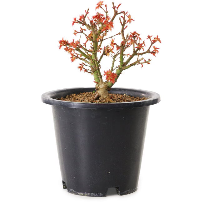 Acer palmatum Kiyohime, 15 cm, ± 8 anni