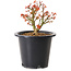 Acer palmatum Kiyohime, 15 cm, ± 8 years old