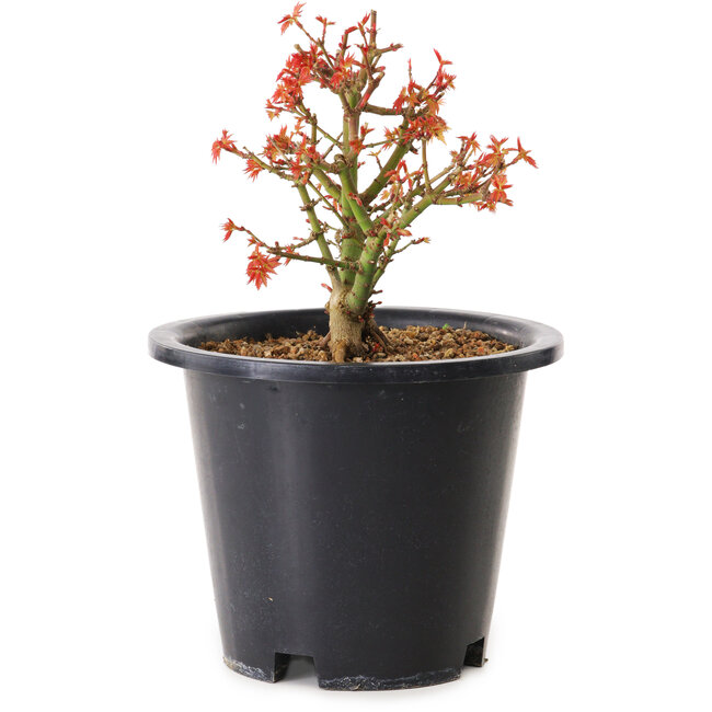 Acer palmatum Kiyohime, 15 cm, ± 8 ans