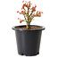 Acer palmatum Kiyohime, 15 cm, ± 8 anni