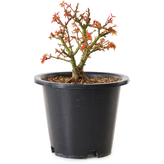 Acer palmatum Kiyohime, 15 cm, ± 8 Jahre alt