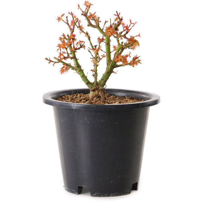 Acer palmatum Kiyohime, 15 cm, ± 8 Jahre alt