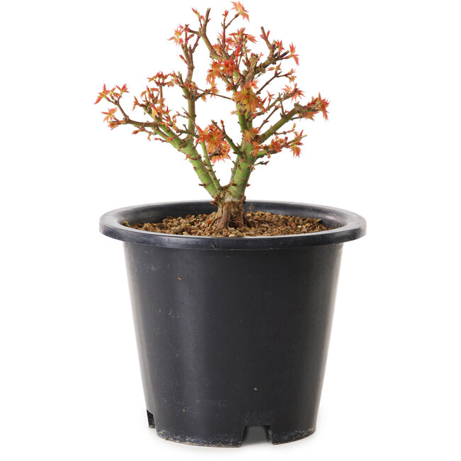 Acer palmatum Kiyohime, 15 cm, ± 8 Jahre alt