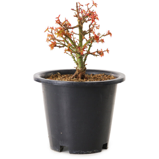 Acer palmatum Kiyohime, 15 cm, ± 8 años