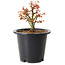 Acer palmatum Kiyohime, 15 cm, ± 8 años