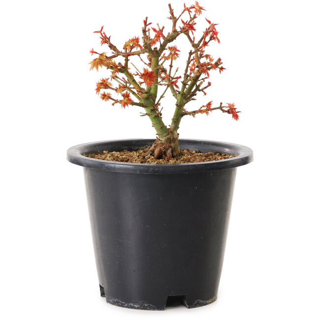Acer palmatum Kiyohime, 15 cm, ± 8 Jahre alt