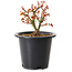 Acer palmatum Kiyohime, 15 cm, ± 8 years old