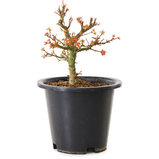 Acer palmatum Kiyohime, 15 cm, ± 8 anni