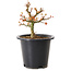 Acer palmatum Kiyohime, 15 cm, ± 8 jaar oud