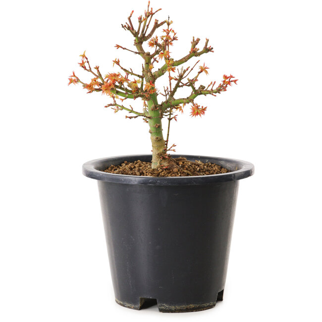 Acer palmatum Kiyohime, 15 cm, ± 8 jaar oud