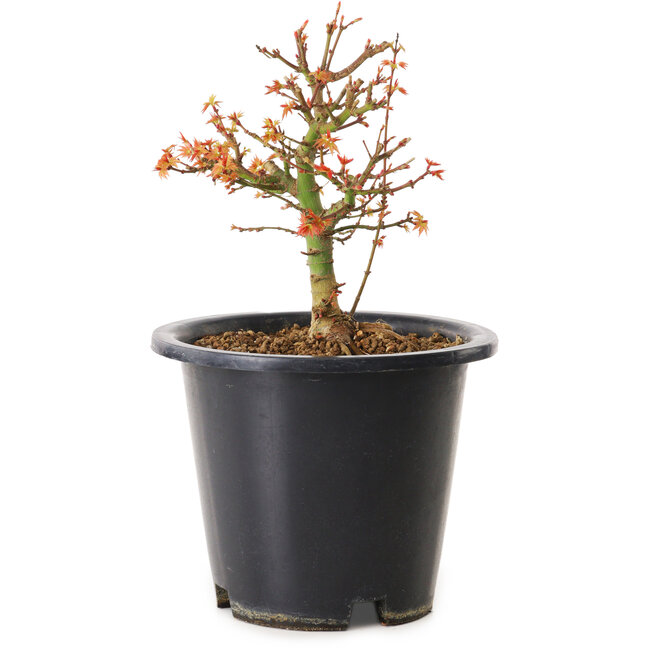 Acer palmatum Kiyohime, 15 cm, ± 8 jaar oud
