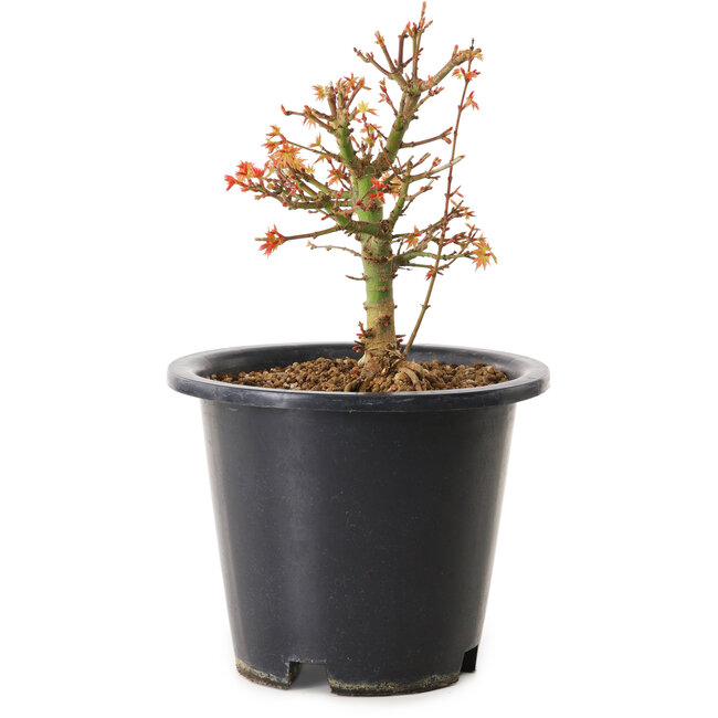 Acer palmatum Kiyohime, 15 cm, ± 8 years old