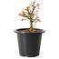 Acer palmatum Kiyohime, 15 cm, ± 8 ans