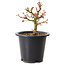 Acer palmatum Kiyohime, 15 cm, ± 8 ans