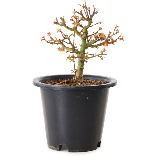 Acer palmatum Kiyohime, 15 cm, ± 8 ans