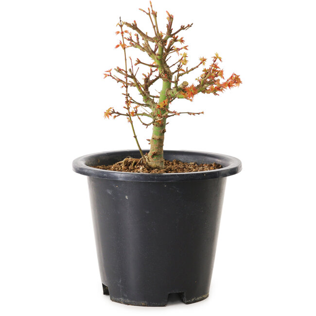 Acer palmatum Kiyohime, 15 cm, ± 8 jaar oud