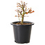 Acer palmatum Kiyohime, 15 cm, ± 8 years old