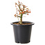 Acer palmatum Kiyohime, 15 cm, ± 8 jaar oud