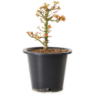 Acer palmatum Kiyohime, 15 cm, ± 8 years old