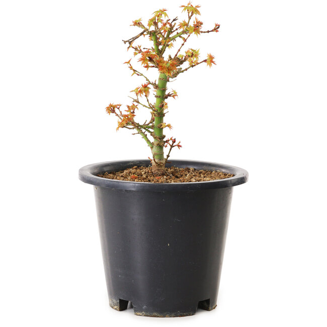 Acer palmatum Kiyohime, 15 cm, ± 8 años