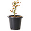 Acer palmatum Kiyohime, 15 cm, ± 8 anni