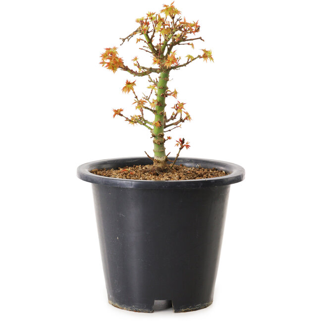 Acer palmatum Kiyohime, 15 cm, ± 8 jaar oud