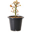 Acer palmatum Kiyohime, 15 cm, ± 8 Jahre alt