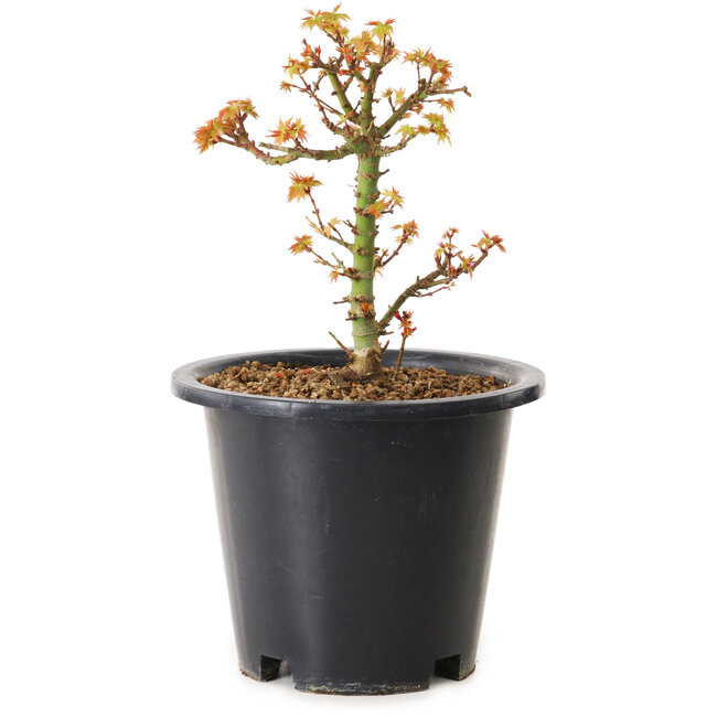 Acer palmatum Kiyohime, 15 cm, ± 8 Jahre alt