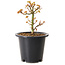 Acer palmatum Kiyohime, 15 cm, ± 8 años