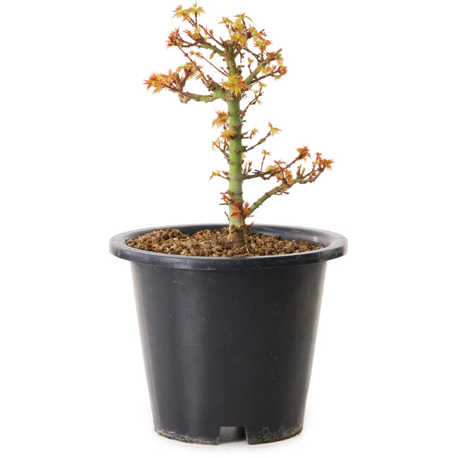 Acer palmatum Kiyohime, 15 cm, ± 8 años